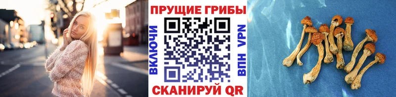 наркота  блэк спрут ссылка  Псилоцибиновые грибы Psilocybe  Клинцы 